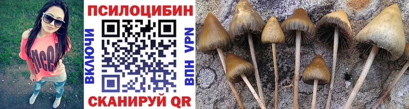 Псилоцибиновые грибы мицелий  Жиздра 